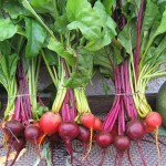 Rainbow beets