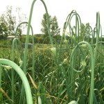 Garlic scapes